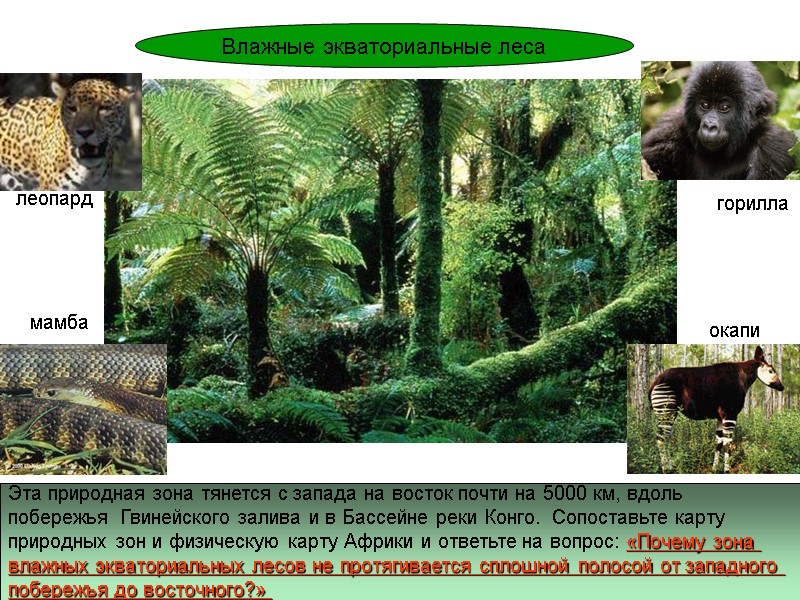 Эта природная зона тянется с запада на восток почти на 5000 км, вдоль 